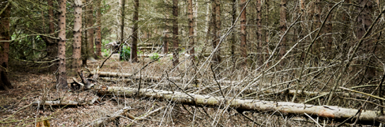Dode sparren op de grond