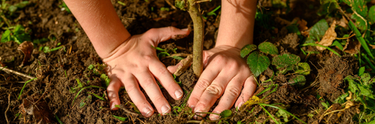 Mensen planten een boom