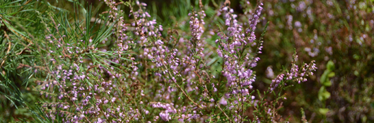 Paarse bloemetjes