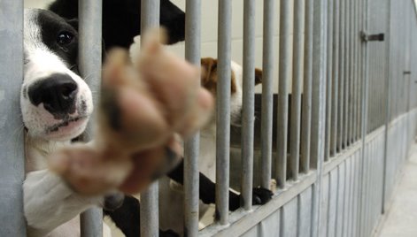 Asielhonden achter tralies