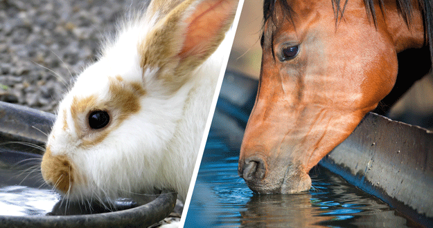 Hitteplan paarden en knaagdieren