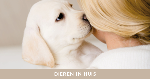 Vuurwerk en dieren - tips voor dieren in huis