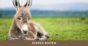 Vuurwerk en dieren - tips voor dieren buiten